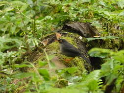 Image of Slaty-backed Nightingale-Thrush