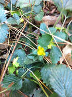 Image of Indian-Strawberry