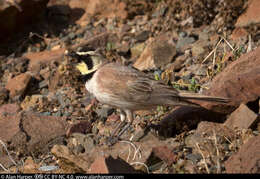 صورة Eremophila Boie & F 1828