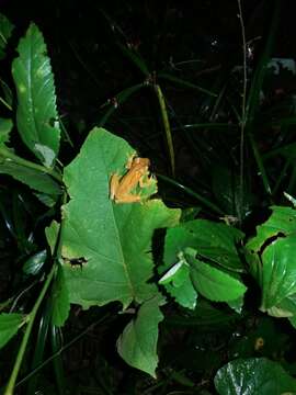 Image of Small-headed Treefrog