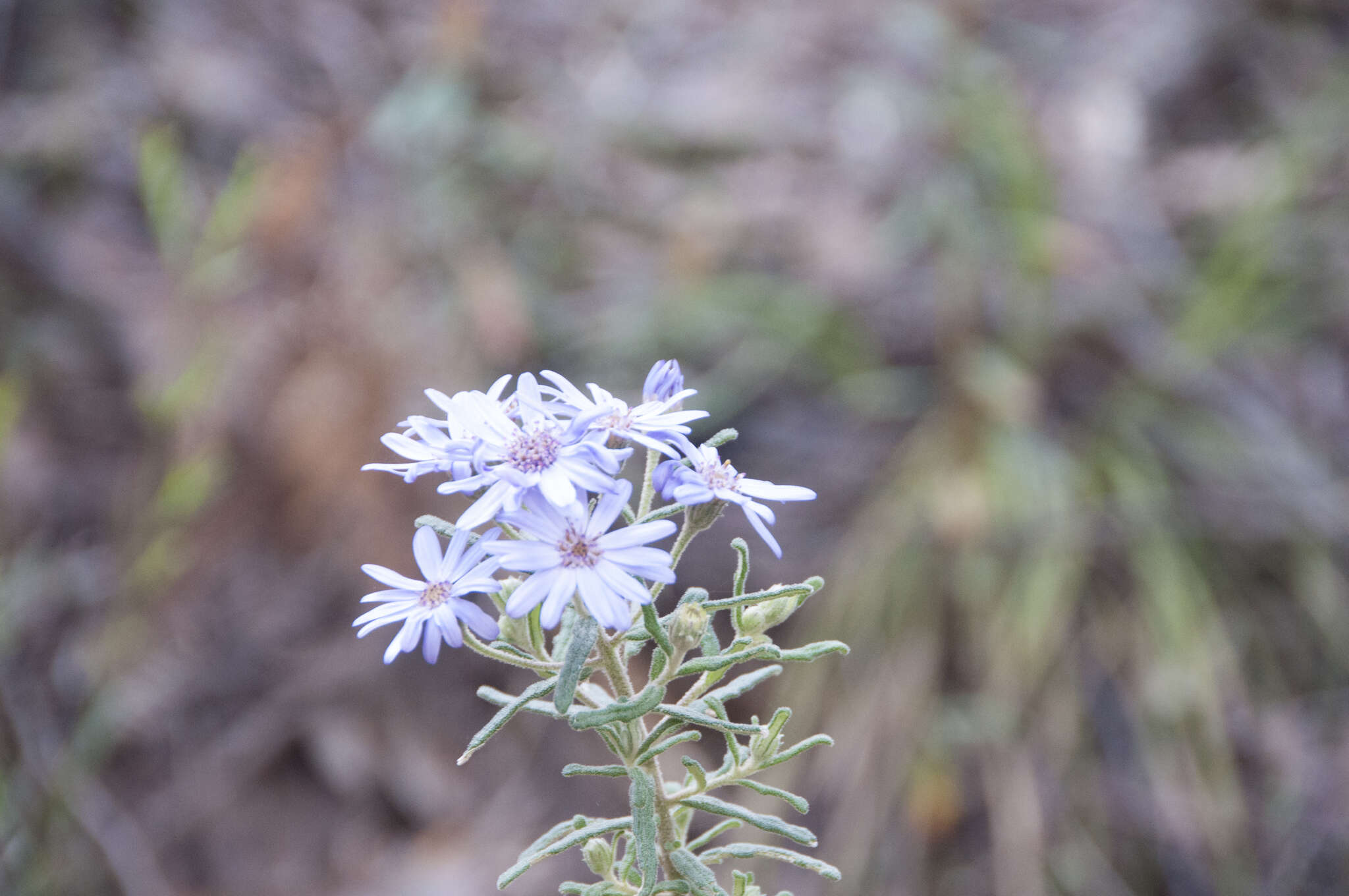 Olearia asterotricha subsp. asterotricha resmi