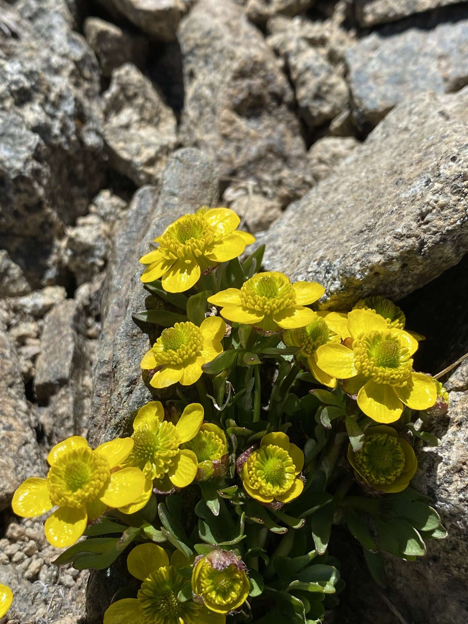 Sivun Ranunculus eschscholtzii var. oxynotus (Gray) Jeps. kuva