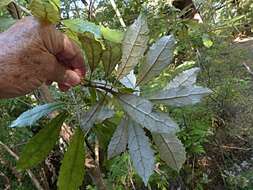 Image of Olearia rani (A. Cunn.) Druce