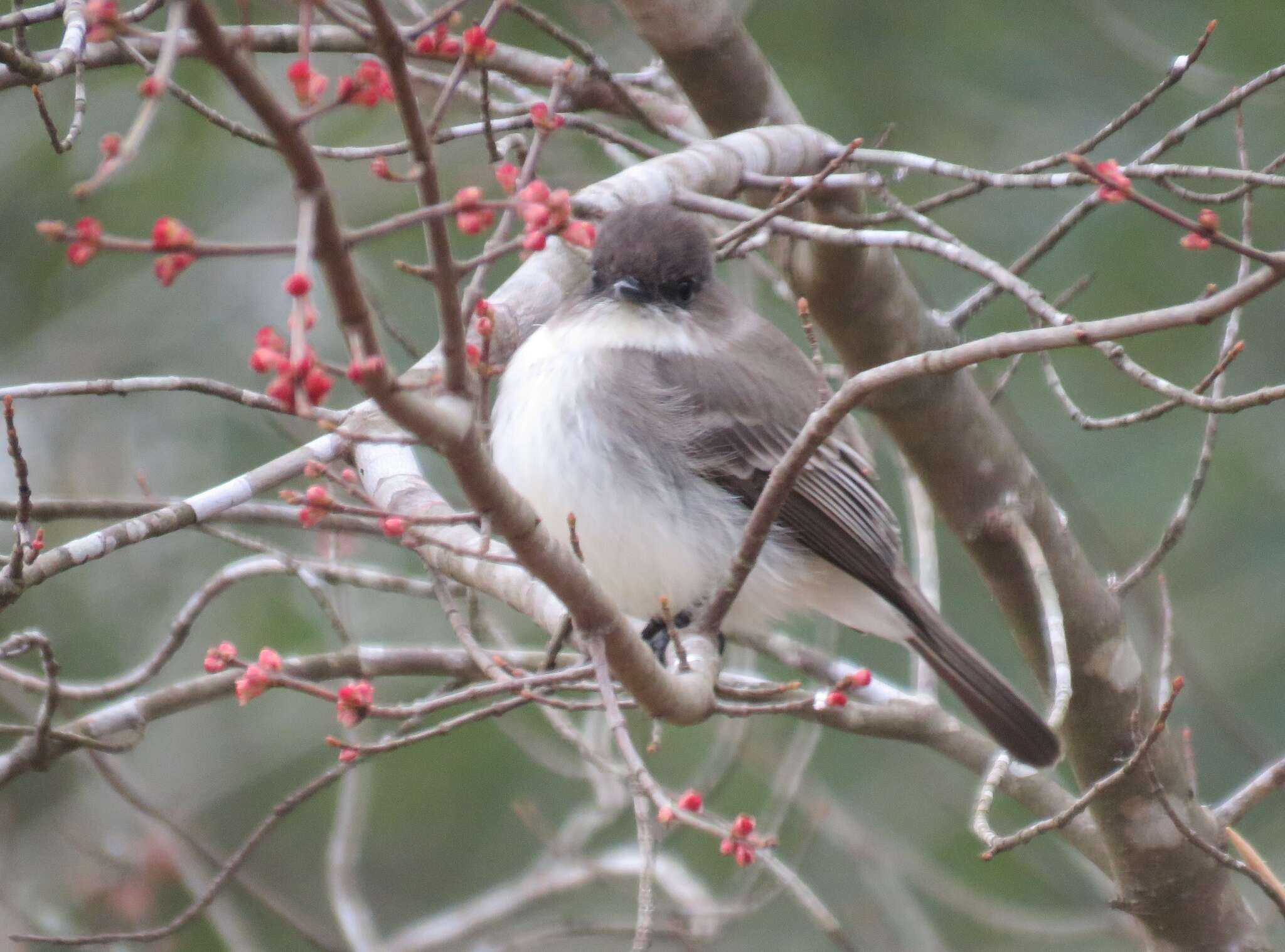 Image of Eastern Phoebe