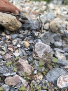 Image of desert winged rockcress