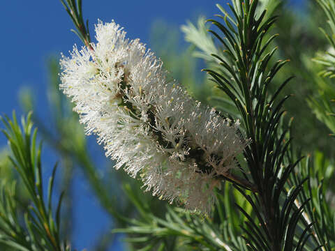 صورة Melaleuca armillaris subsp. armillaris