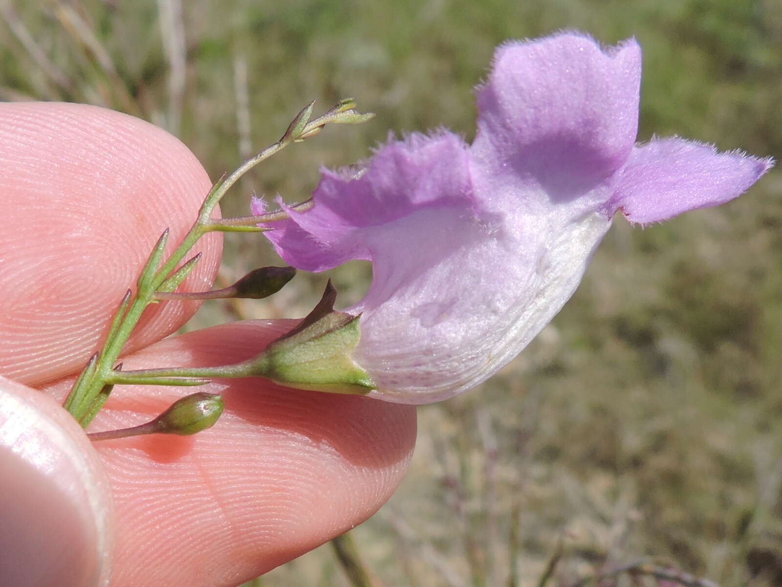 Image of stiffleaf false foxglove