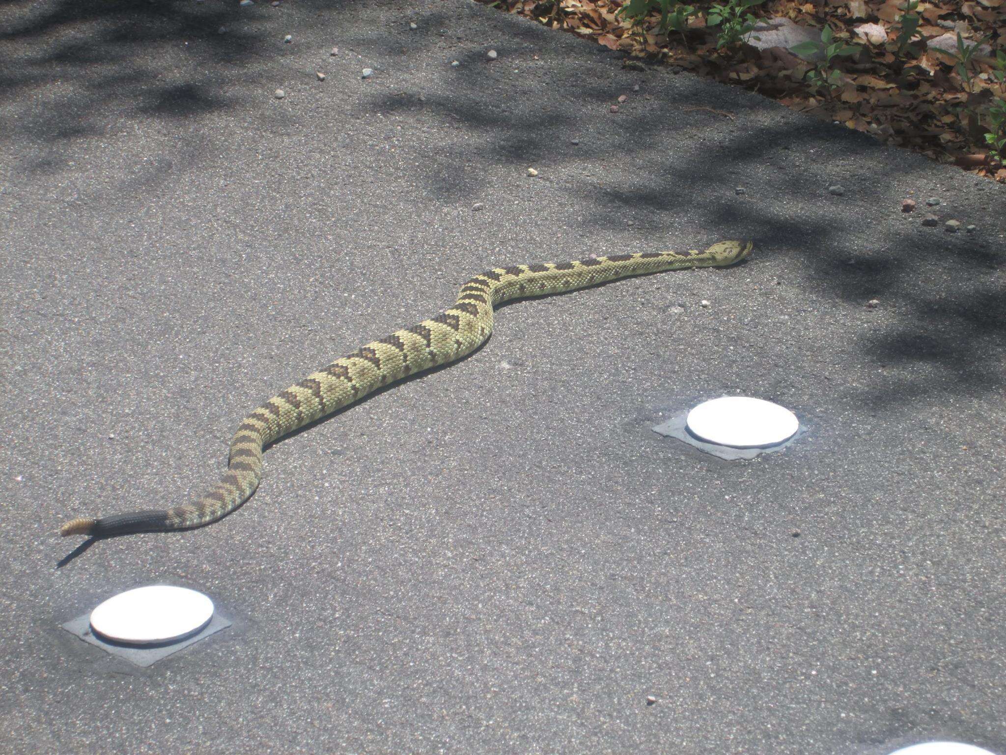 Image of Crotalus molossus molossus Baird & Girard 1853