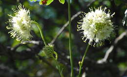 Image of Cephalaria ambrosioides (Sibth. & Sm.) Roem. & Schult.