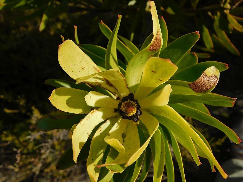 Image of Leucadendron microcephalum (Gand.) Gand. & Schinz