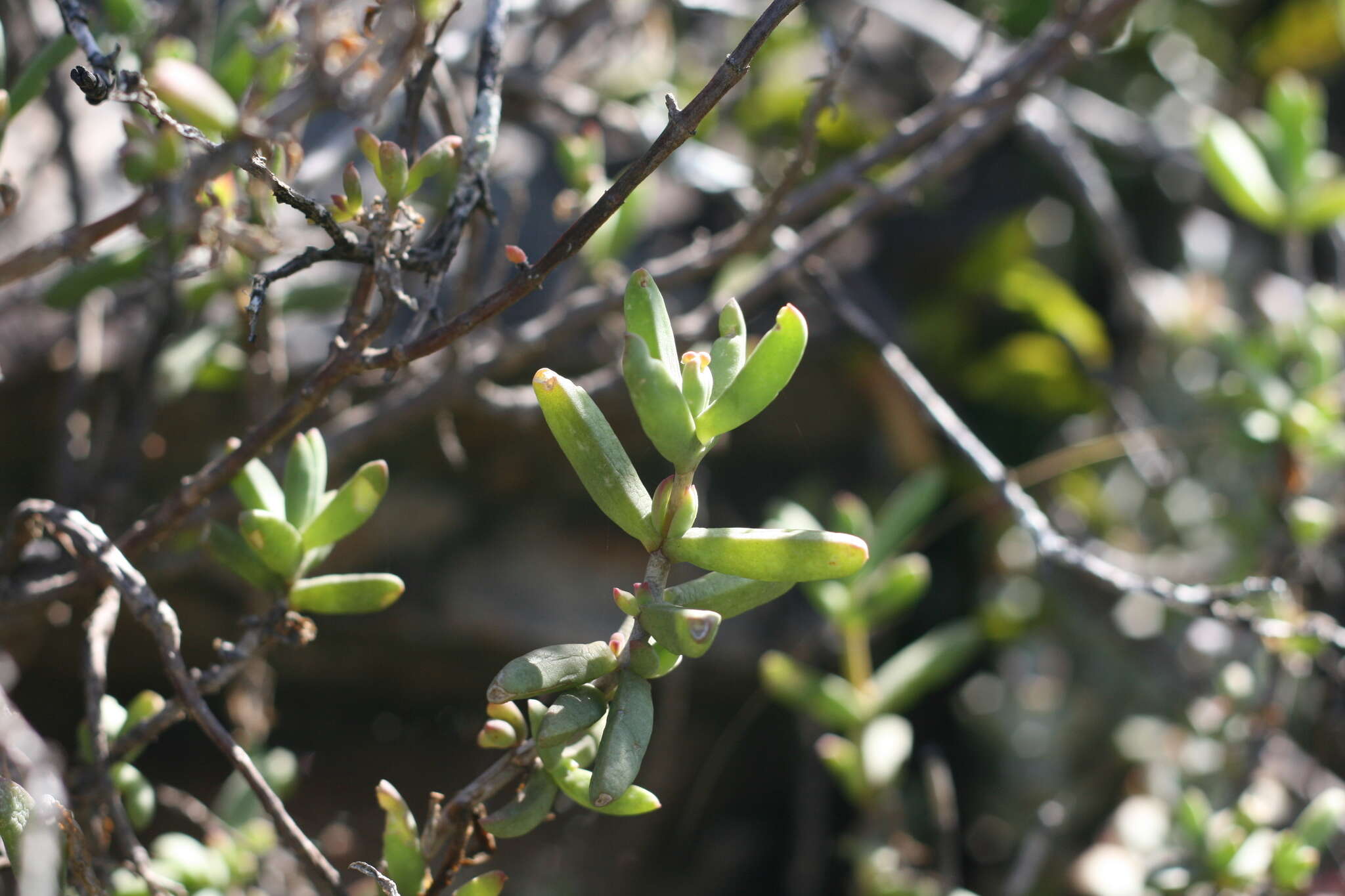 Imagem de Delosperma truteri Lavis