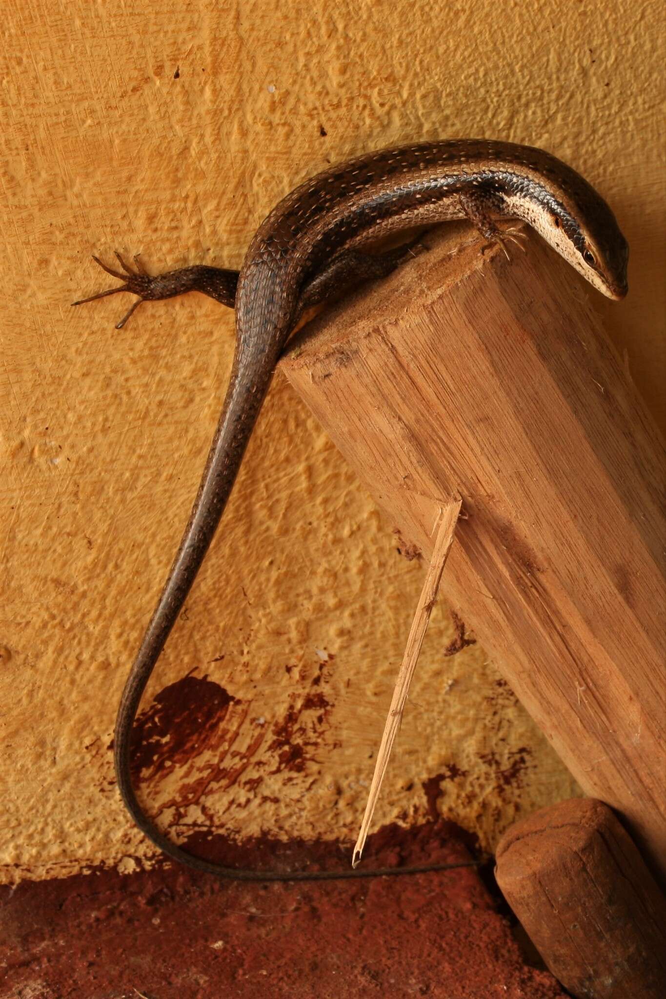Sivun Trachylepis planifrons (Peters 1878) kuva