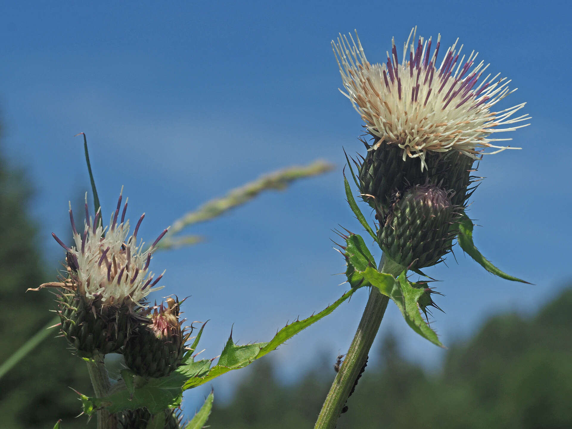 Image of Cirsium erucagineum DC.