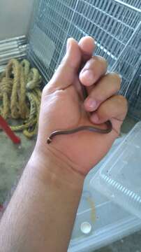 Image of Peten Centipede Snake