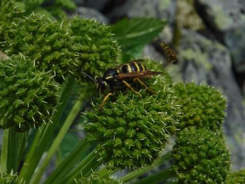 Image of Dolichovespula omissa (Bischoff 1931)