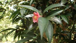 Image of Hong Kong Camellia