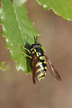 Image de Chrysotoxum intermedium Meigen 1822