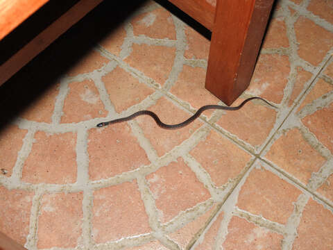 Image of Redback Coffee Snake