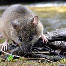 Image of Tomes's rice rat