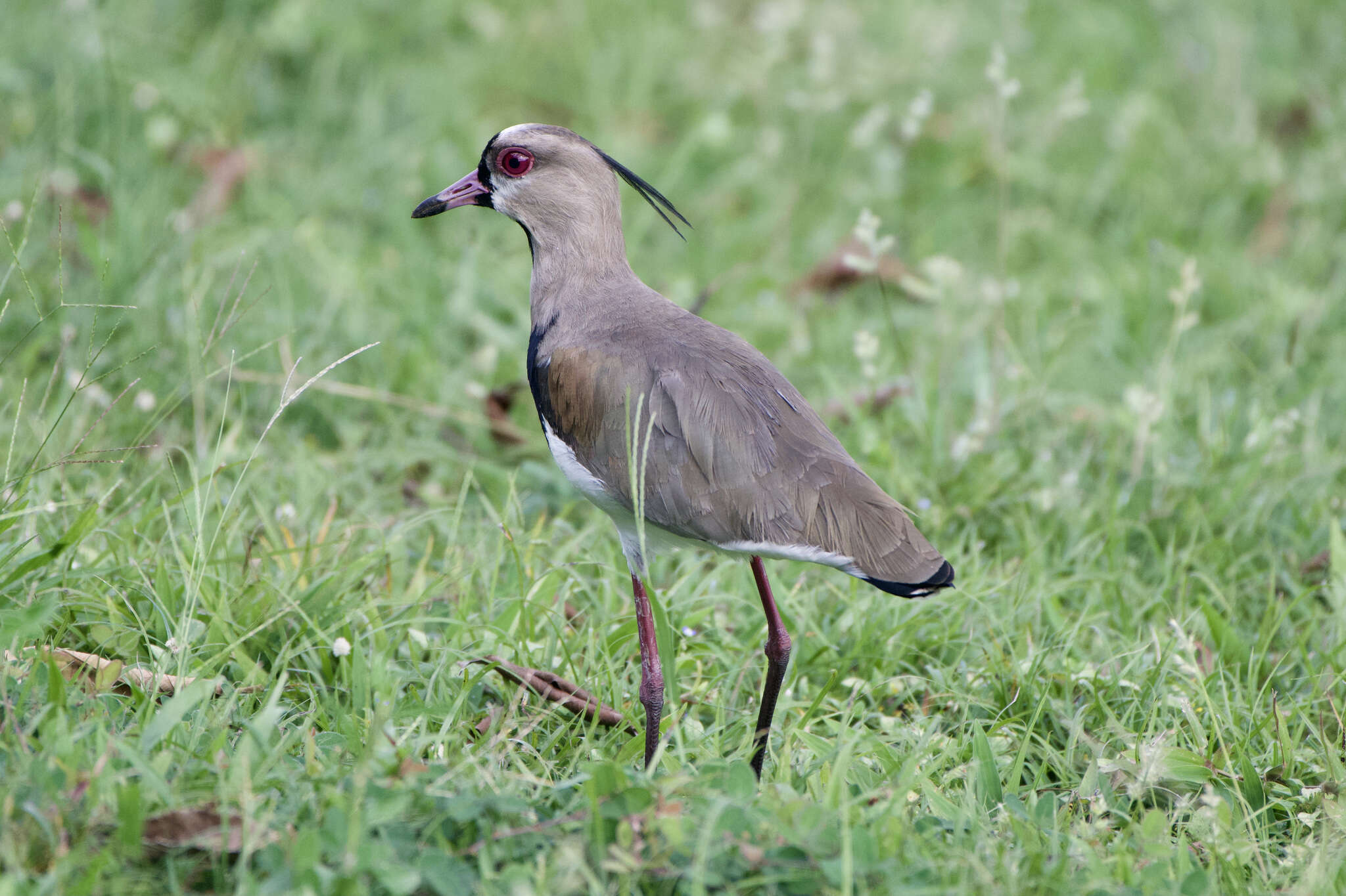 Image of Vanellus chilensis cayennensis (Gmelin & JF 1789)