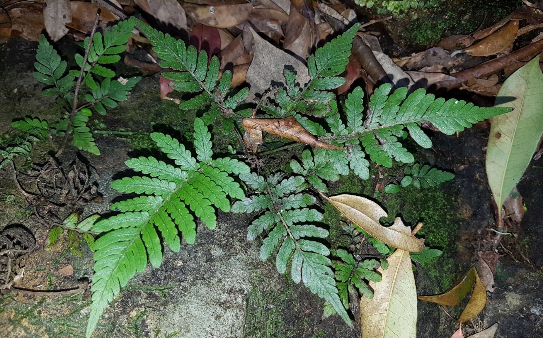 Image of Trigonospora tenera (Roxb.) Mazumdar