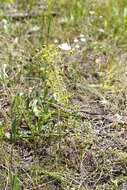 Image of Drosera stricticaulis (Diels) O. H. Sargent