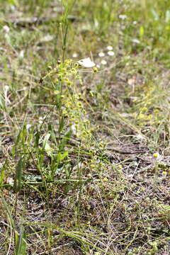 Image of Drosera stricticaulis (Diels) O. H. Sargent