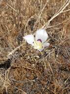 Image of Nez Perce mariposa lily