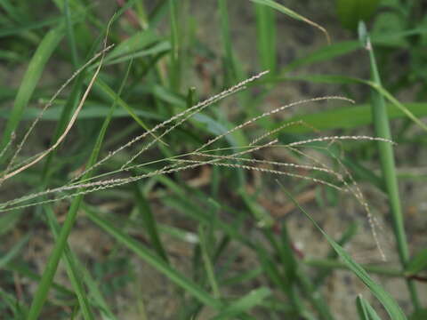 Слика од Leptochloa panicea (Retz.) Ohwi