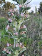 Echium glomeratum Poir.的圖片