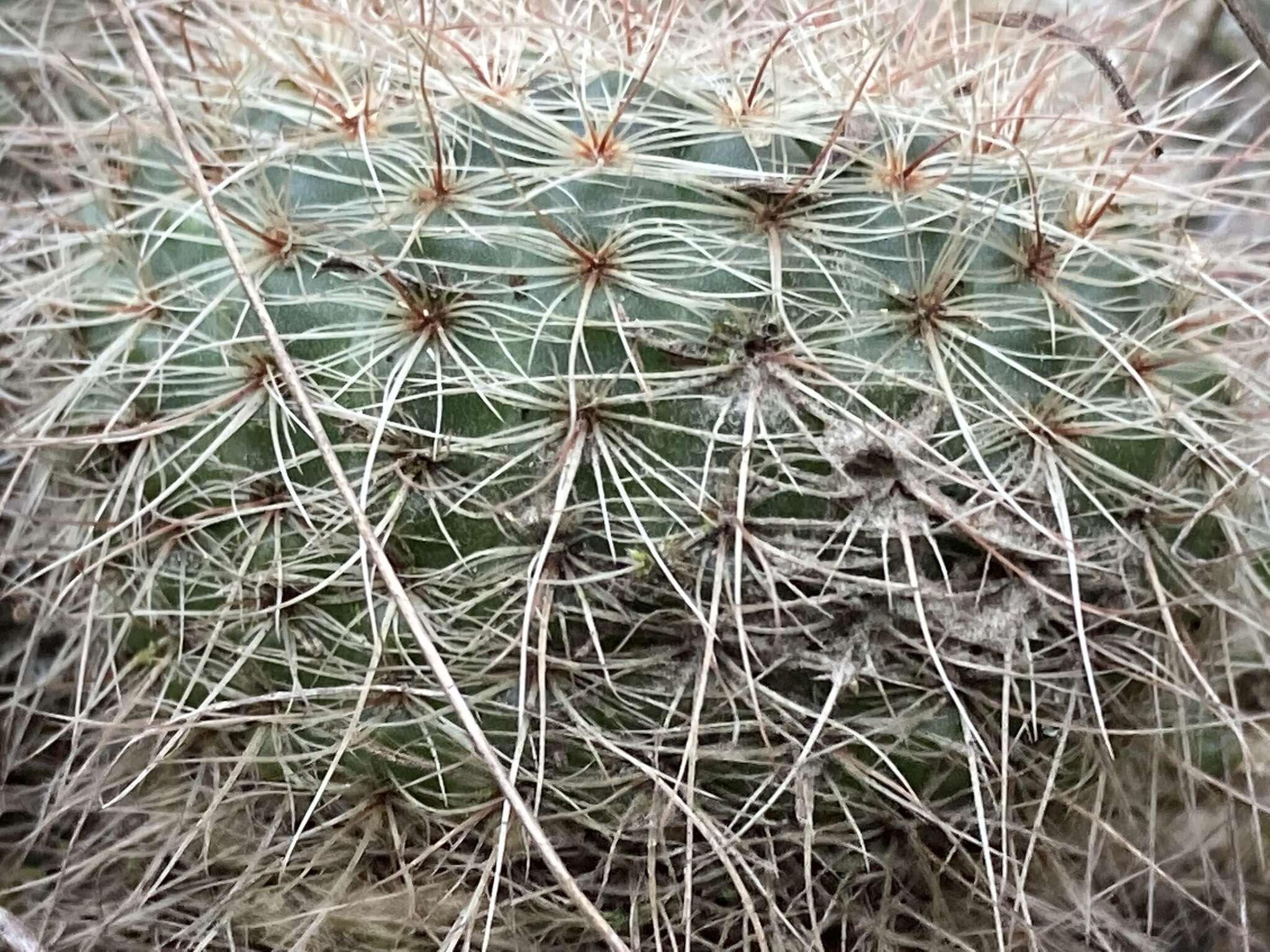 Image of Cactus