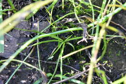 Image of Nuttall's Quillwort