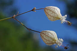 Image of Silene fabarioides Hausskn.