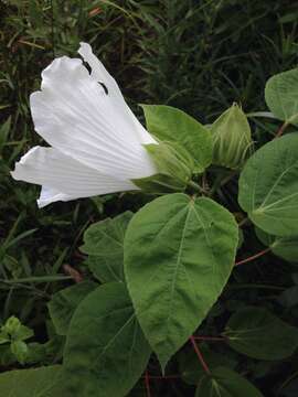 Imagem de Hibiscus moscheutos subsp. lasiocarpos (Cav.) O. J. Blanch.