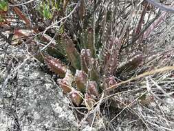 Image de Ceropegia arida (Masson) Bruyns