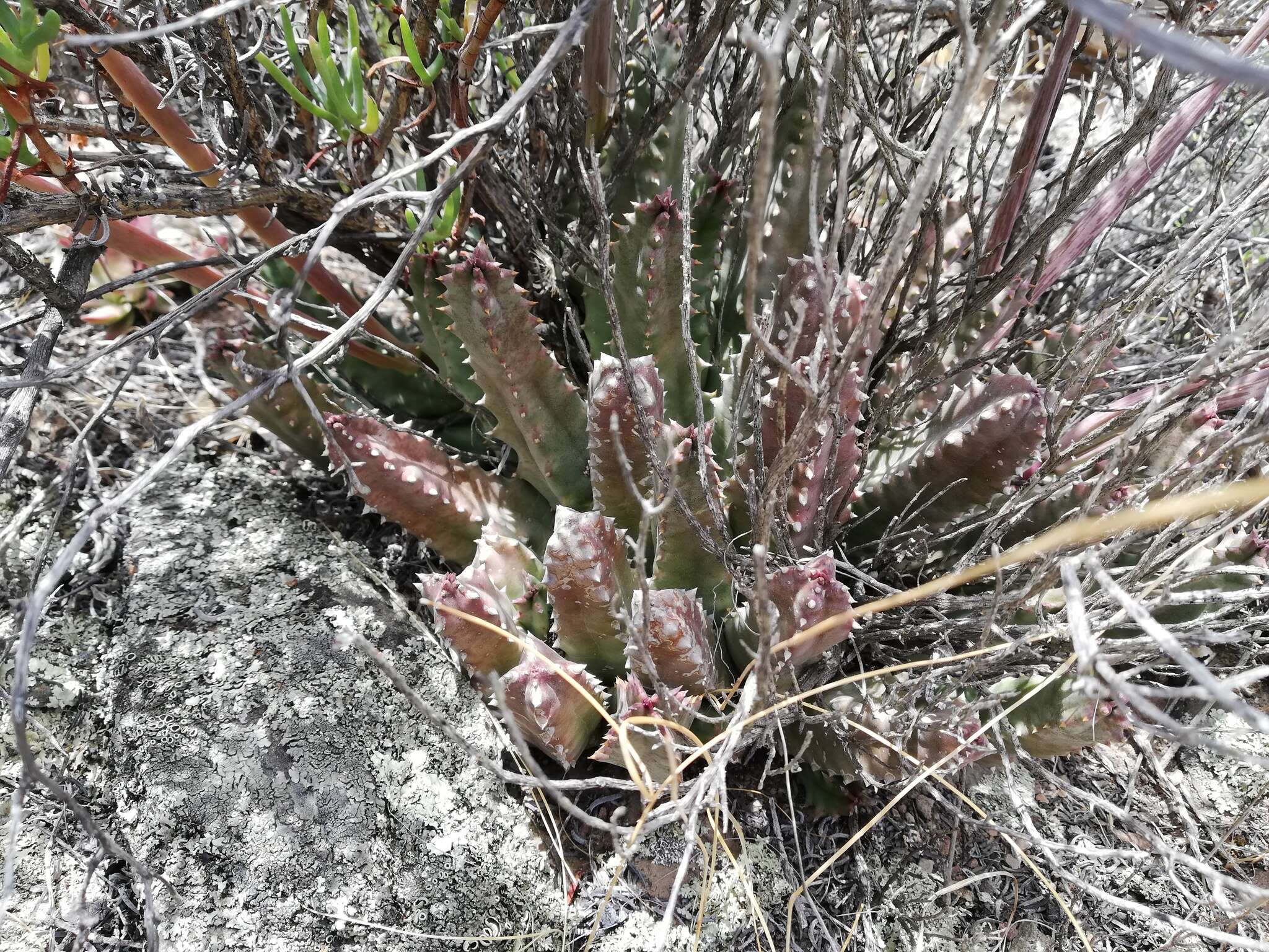 Image de Ceropegia arida (Masson) Bruyns