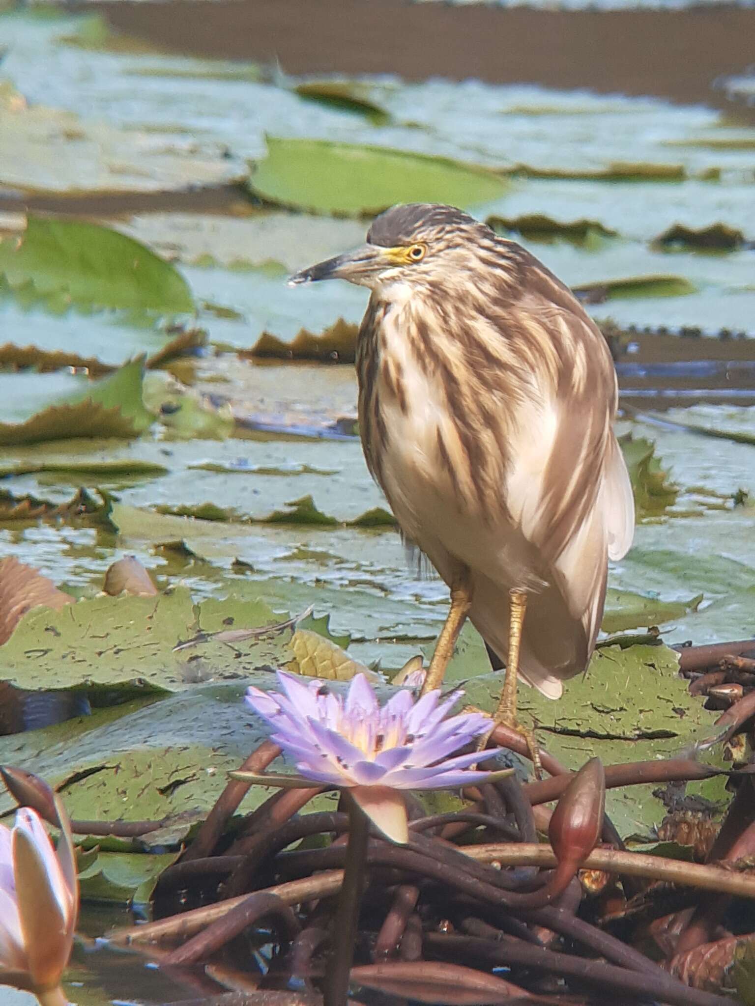 Image of Madagascar Pond-Heron