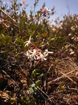 Image of Ancylobothrys capensis (Oliv.) Pichon