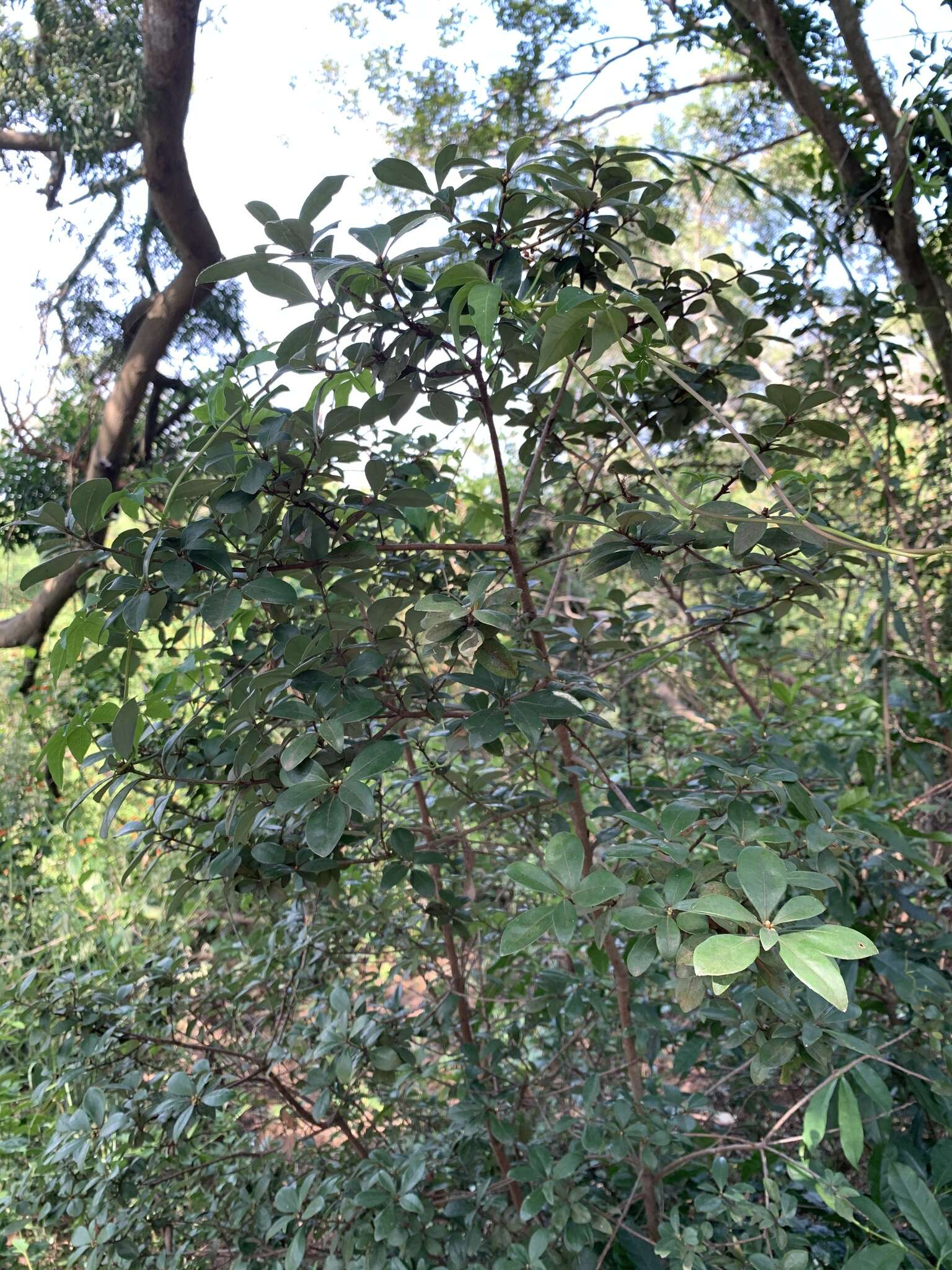 Image of Litsea rotundifolia var. oblongifolia (Nees) C. K. Allen