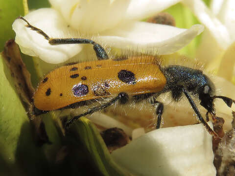 Image of <i>Trichodes octopunctatus</i>