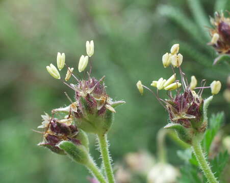 Image of Plantago mauritanica Boiss. & Reuter