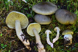 Image of Tricholoma saponaceum (Fr.) P. Kumm.