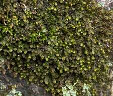 Image of Frullania inflata Gottsche