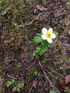 Image of American globeflower