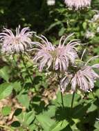 Image of eastern beebalm