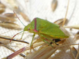 Thyanta pallidovirens (Stål 1859) resmi