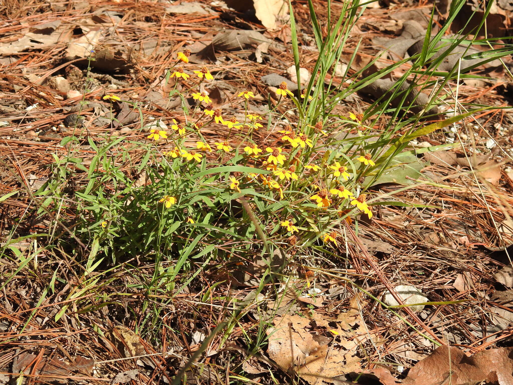 Image of narrowleaf zinnia