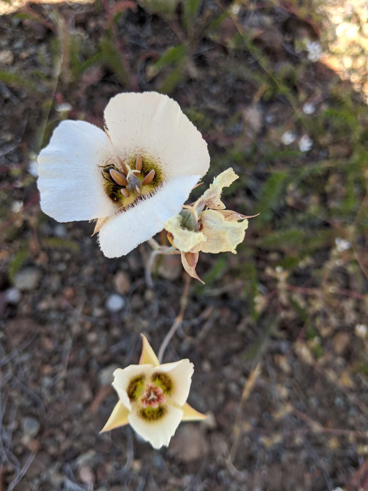Image of Howell's mariposa lily