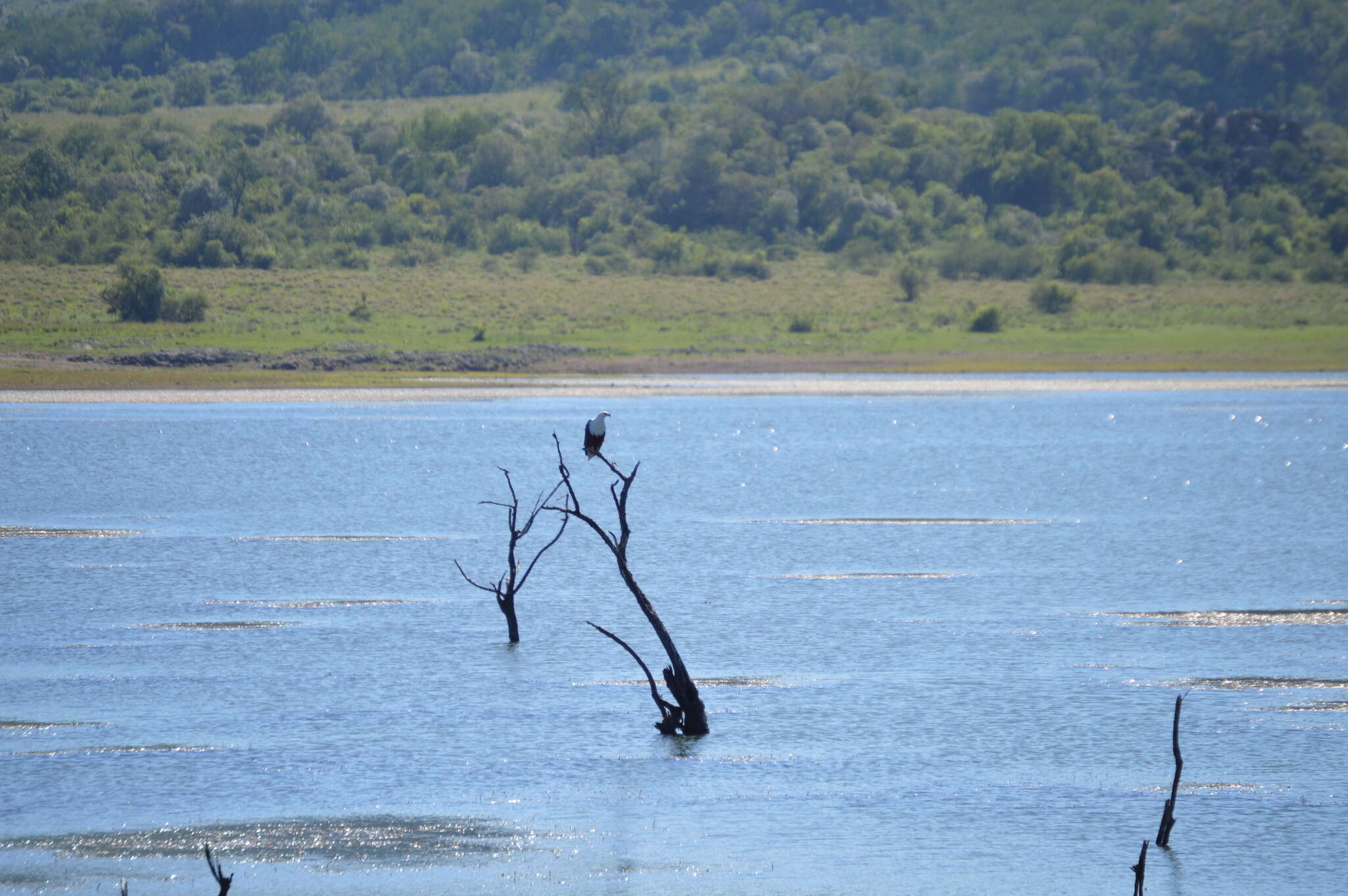 Image of African Fish Eagle