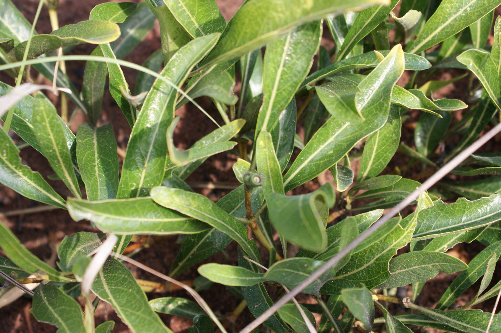 Image of Morinda angolensis (R. D. Good) F. White